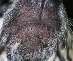 Juckende Schnauze bei Atopie: Die entzündlichen Hautveränderungen werden durch Kratzen und Scheuern des Hundes noch verschlimmert. Foto:©Maja Durmat/flickr.com/wikimedia commons