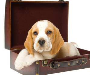 Bei Hunden ist es zumeist keine Frage – sie kommen mit, auf die Reise! Foto©shutterstock.com/Linn Curie