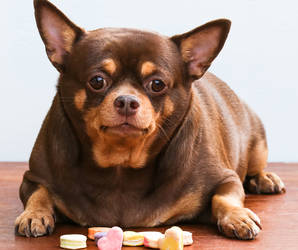 Übergewicht ist keineswegs NUR ein SCHÖNHEITSFEHLER. Es birgt ein hohes Gesundheitsrisiko, schränkt den Hund erheblich in seiner Mobilität ein und verkürzt deutlich die Lebenserwartung des Verbeiners! Foto©shutterstock.com/Monkeyoum