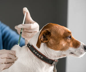 Durch regelmäßige Impfungen können wir unsere Hunde vor schweren Virus-Erkrankungen schützen. Im schlimmsten Fall könnten diese tödlich enden. Lassen Sie es nicht so weit kommen! Foto©shutterstock.com/Smit