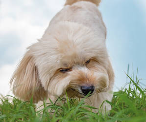 Was tun, wenn der Hund Kot frisst? Foto©shutterstock.com/Sarawut sriphakdee