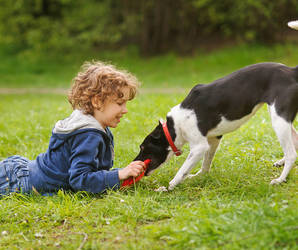 Was tun, wenn das Spielzeug des Hundes plötzlich Begehrlichkeiten weckt? Foto©shutterstock.com/unguryanu