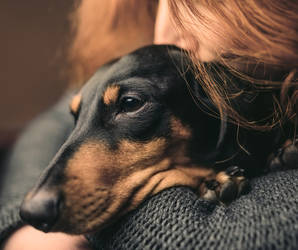 Depression sind für die Betroffenen und deren Angehörigen ein Alptraum. Das geliebte Haustier kann die Symptome unter Umständen lindern. Foto©shutterstock.com/Light-Studio