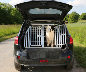 Eine sichere Unterbringung des Hundes im Auto, muss eine Selbstverständlichkeit sein. Und dabei spielt die Größe des Vierbeiners keine Rolle! Foto:©ClipDealer.de