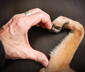 Viele Tiertafeln bieten auch die Möglichkeit bedürftige Tierhalter mit einer Partenschaft zu unterstützen. Foto©shutterstock.com/Annette