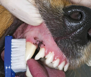 Tägliche Zahnpflege ist auch bei unseren Vierbeinern wichtig. Foto:©ClipDealer.de
