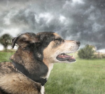 Auch unsere geliebten Vierbeiner leiden unter Wetterumbrüchen. Foto©shutterstock.com/Christin_Lola Auch unsere geliebten Vierbeiner leiden unter Wetterumbrüchen. Foto©shutterstock.com/Christin_Lola