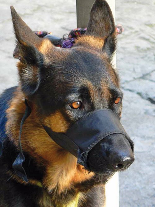 Achtung! Eine Maulschlaufe behindert den Hund deutlich am Hecheln! Foto:©Knvyf/PD/Wikimedia Commons