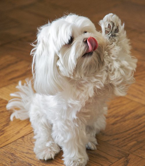 „Bitte, bitte Frauchen, ich will noch ein Leckerchen”... Jeder Hundehalter kennt doch diese Situation. Und dann ist ein Zuviel der täglich empfohlenen Kalorien schnell erreicht. Foto:©Ed Yourdon/Flickr/Wikimedia Commons „Bitte, bitte Frauchen, ich will noch ein Leckerchen”... Jeder Hundehalter kennt doch diese Situation. Und dann ist ein Zuviel der täglich empfohlenen Kalorien schnell erreicht. Foto:©Ed Yourdon/Flickr/Wikimedia Commons