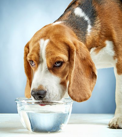 Foto:©ClipDealer.de Gerade in den Sommermonaten ist es ganz besonders wichtig, dass IMMER frisches Wasser bereit steht. Foto:©ClipDealer.de