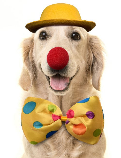 Foto©shutterstock.com/MirasWonderland