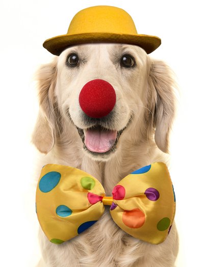 Foto©shutterstock.com/MirasWonderland