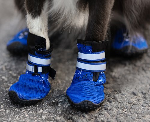 Zum Schutz vor Split und Streusalz, oder bei bereits rissigen Hundeballen, sind Booties für Hunde durchaus sinnvoll (wenn der Hund sie akzeptiert!). Foto©shutterstock.com/otsphoto