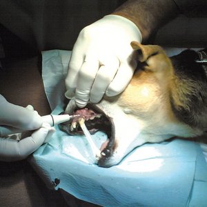 Lassen Sie es nie soweit kommen wie hier vorstehend abgebildet. Ersparen Sie Ihrem Hund unnötige Schmerzen und auch Leid, indem Sie auf eine vernünftige Maul- und Zahnhygiene achten. Vorbeugung ist schließlich immer besser, effektiver und wesentlich schonender. Zahnsteinentfernung erfolgt per Ultraschall und kann nur unter Narkose durchgeführt werden. Fotos: Uwe Gille/Wikimedia Commons