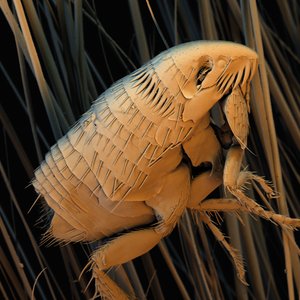Aliens?! Ein Angriff aus dem All? Aber nein! Nur keine Panik! Hierbei handelt es sich um (von oben nach unten) einen Katzenfloh im Hundefell (REM-Aufnahme), die Larve eines Hundespulwurms unter dem Rasterelektronenmikroskop und eine Zecke auf einem Blatt (REM-Aufnahme). Also durchaus jedem Hundehalter bekannte Geschöpfe, die jedoch nicht zu unterschätzen sind. Fotos:© Convergo GmbH