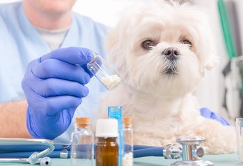 Tiermedizin