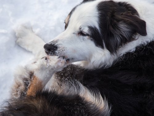 Eisklumpen zwischen den Zehen, oder ein Steinchen hat sich verhakt - das schmerzt. Kontrollieren Sie auch während eines Spazierganges öfter mal die Pfoten Ihres Lieblings und befreien Sie Zuhause die Hundepfoten gründlich mit warmem Wasser von Salz und Schmutz. Foto:©clipdealer.de