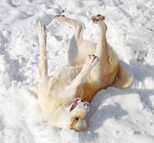 Ein herrliches, ausgelassenes Hundeleben! Genießen Sie mit Ihrem Vierbeiner DIESE Lebensfreude und kommen Sie gesund und fröhlich durch die kalte Jahreszeit! Foto:©clipdealer.de