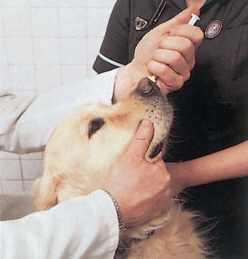 Einträufeln des Impfstoffes direkt in die Nase des Hundes. Foto:©Intervet Deutschland GmbH Einträufeln des Impfstoffes direkt in die Nase des Hundes. Foto:©Intervet Deutschland GmbH