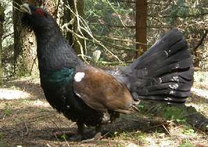 Jede Tour bietet einen breiten Querschnitt an Erlebnissen und wird Sie eine unvergeßliche Naturnähe erleben lassen. Auf unserer Wanderung Mitte Juni 2008 z.B., hat uns ein Auerhahn „angegriffen. Durch sein Balzverhalten verlor er jegliche Scheu, sodaß wir diesen äußerst seltenen Vogel aus unmittelbarer Nähe betrachten konnten. Als er sich in die Bäume zurückzog, kletterte ich vorsichtig in den gegenüber liegenden Baum, so gelangen mir einige Aufnahmen von ihm in den Baumkronen.