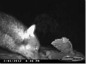 Die Fotofallen liefern uns zur Beobachtung immer wieder überzeugende Beweise vom Aufenthalt von Wolf, Luchs, Dachs, Bär &amp; Co.